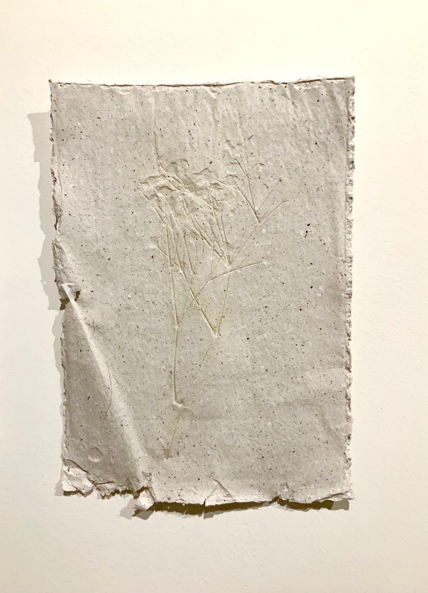MOLLIE MURPHY | PLANT STUDY 3