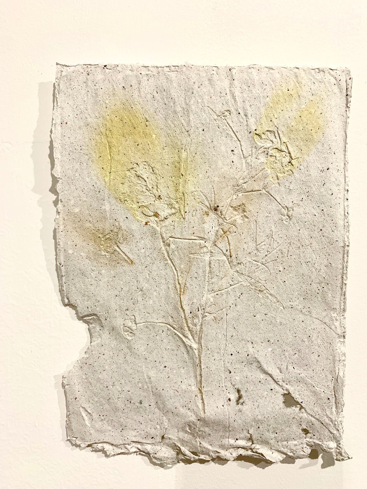 MOLLIE MURPHY | PLANT STUDY 1